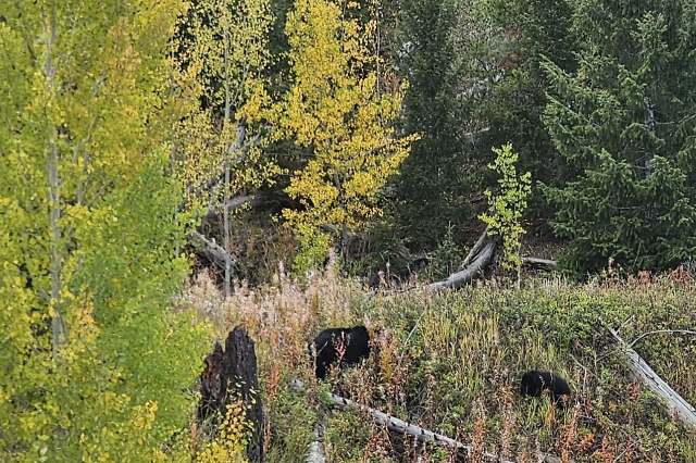 A Facebook photo of two tourists getting way too close to a family of bears during a Yellowstone National Park tour.