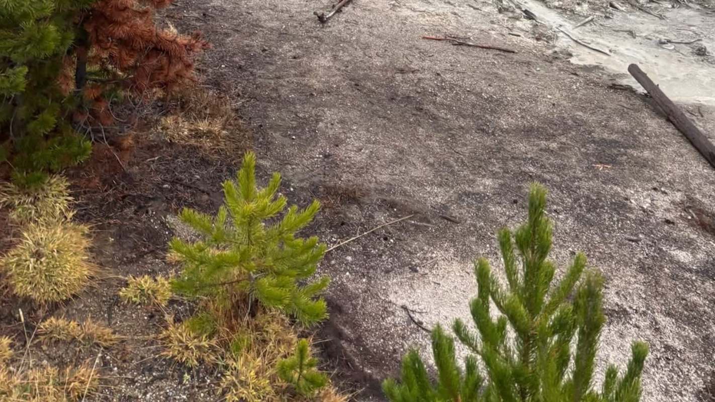 An impassioned bystander caught a family of tourists at Frying Pan Spring in Yellowstone National Park pushing their luck when the family snuck off the designated trails.