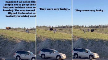 A video captured a scary encounter between a bison and two Yellowstone tourists who ventured a little too close to the wild animal.