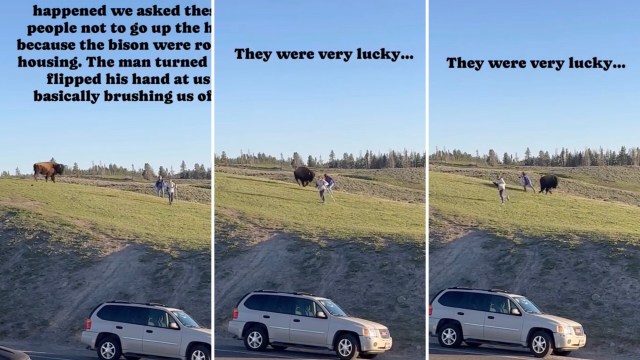 A video captured a scary encounter between a bison and two Yellowstone tourists who ventured a little too close to the wild animal.