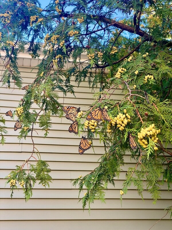 One Reddit user shared a photo of a roost of monarch butterflies in their urban backyard — an amazing sight to behold.
