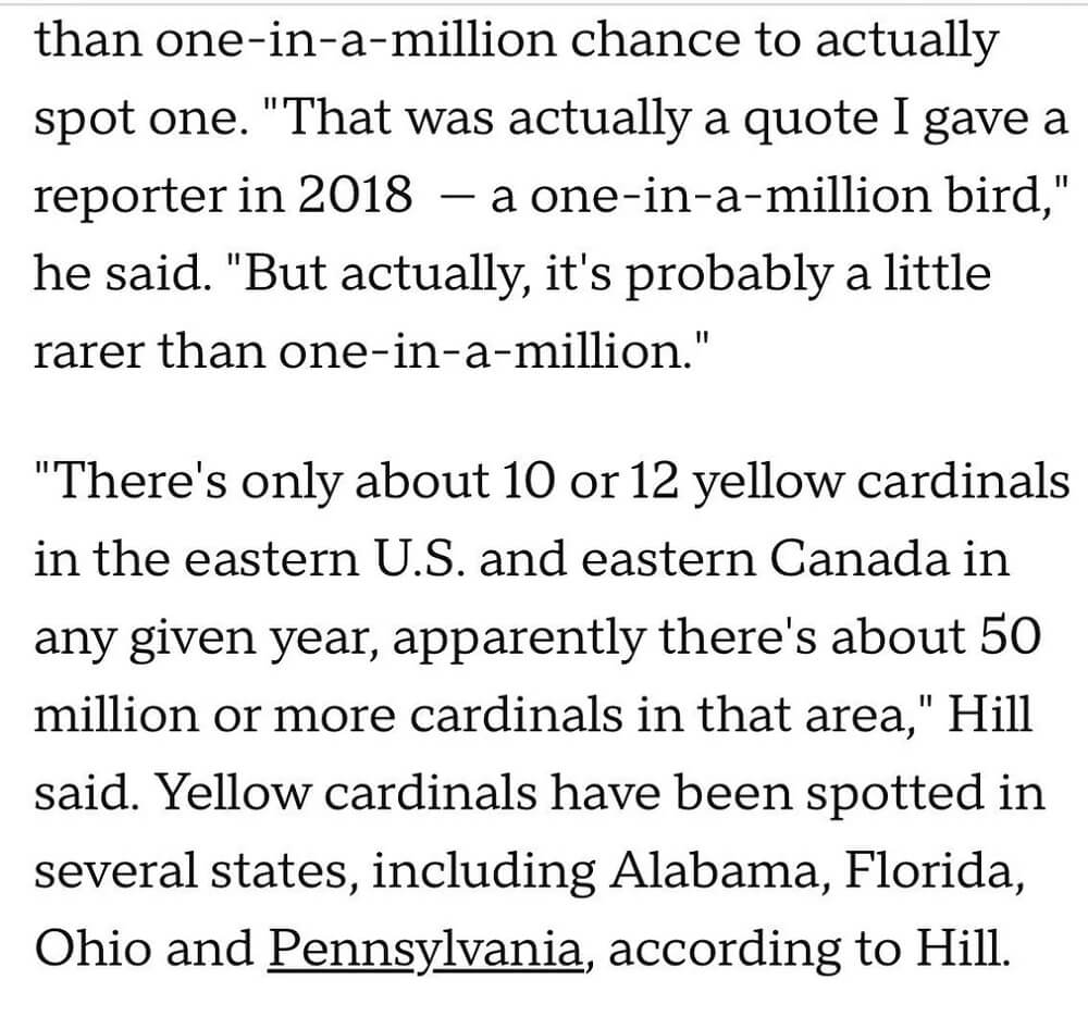 One Redditor was lucky enough to see a yellow cardinal in their backyard and took to the platform to share the experience.