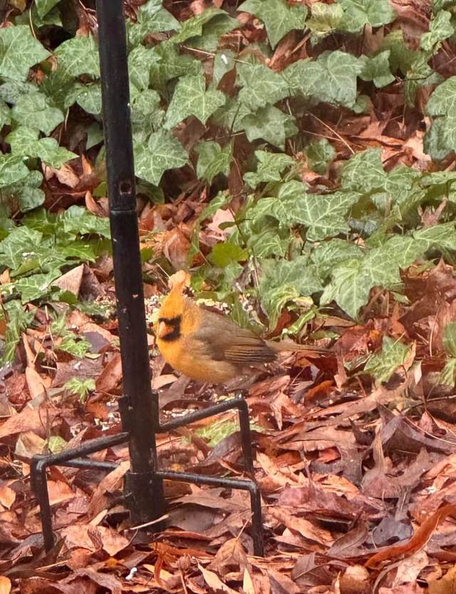 One Redditor was lucky enough to see a yellow cardinal in their backyard and took to the platform to share the experience.