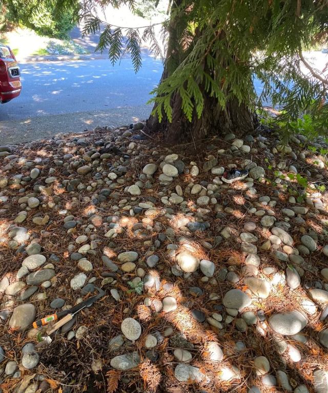 One gardener learned a tough lesson after using landscape fabric around their trees.
