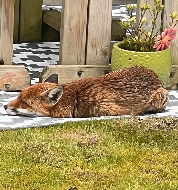 One homeowner, visited by a wild fox, headed to Reddit for advice on how to treat the animal.
