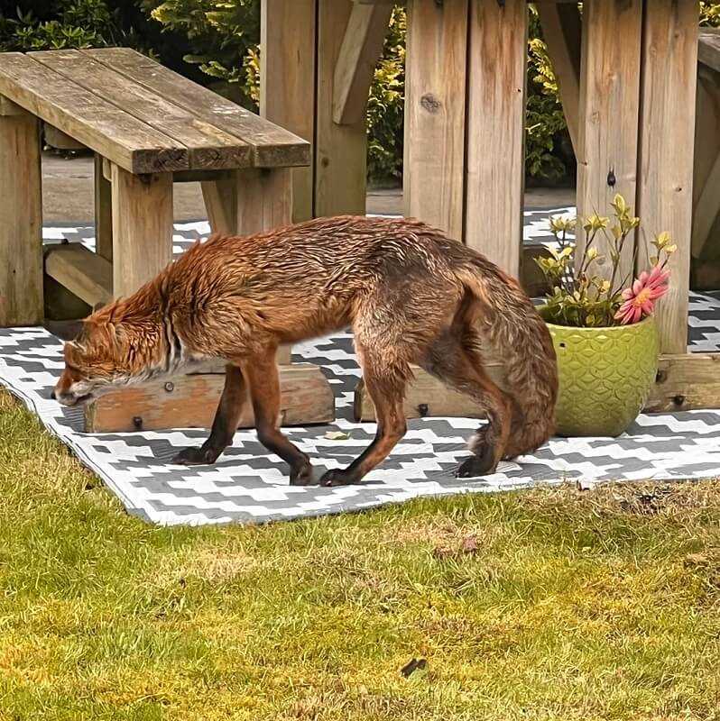 One homeowner, visited by a wild fox, headed to Reddit for advice on how to treat the animal.