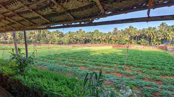Heavy rains during the monsoon season in India caused substantial damage to avarekai, putting both farmers' and consumers' in a difficult position.