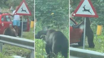 A TikToker posted a video of some tourists who seriously pushed their luck with a baby black bear, recklessly taunting it while they tried to get a picture.