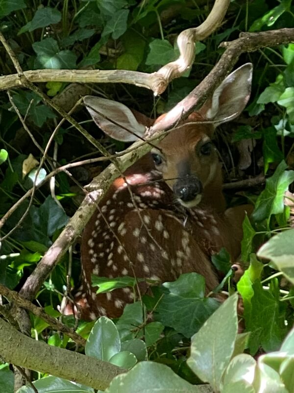 A Redditor spotted a baby deer in a friend's backyard and shared a photo with the community.