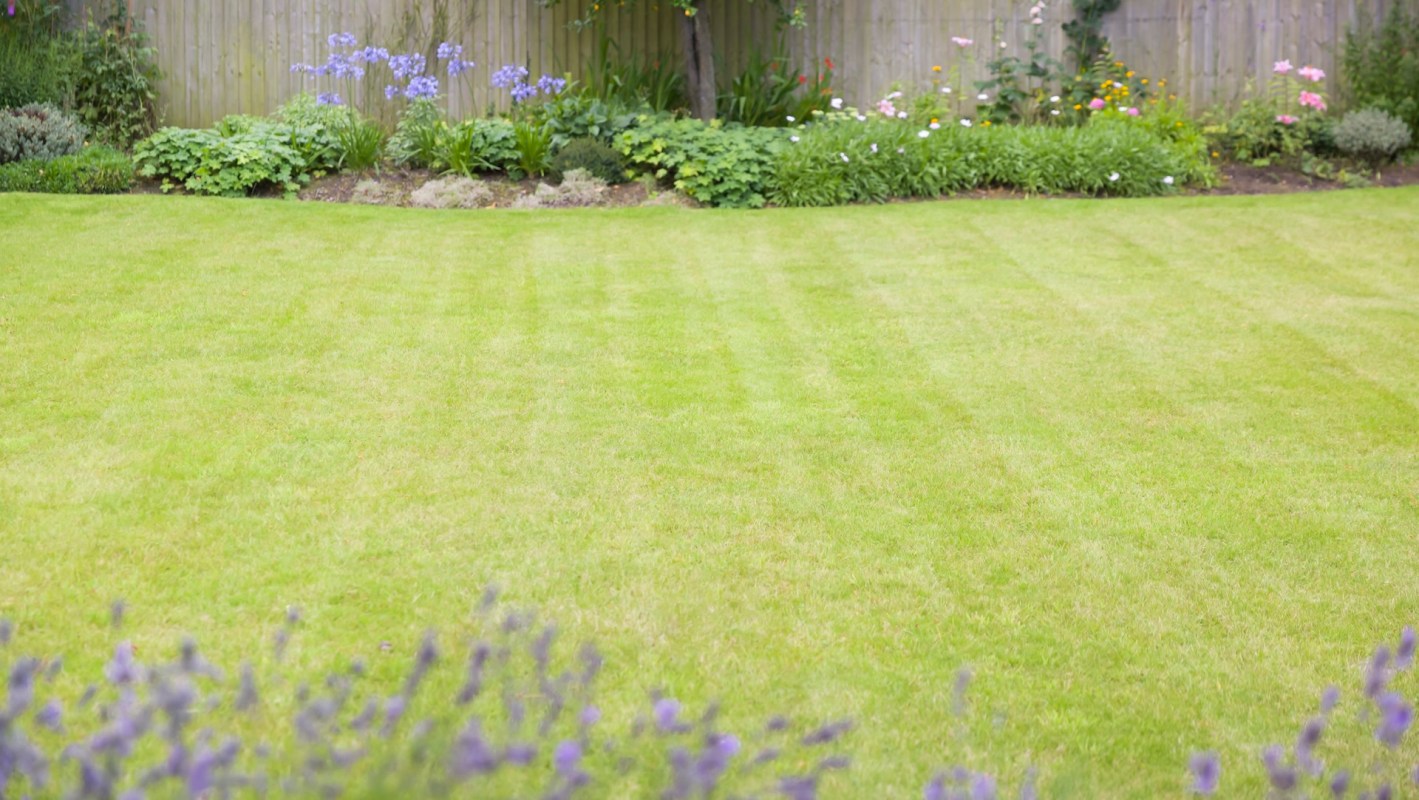 A Redditor spotted a baby deer in a friend's backyard and shared a photo with the community.