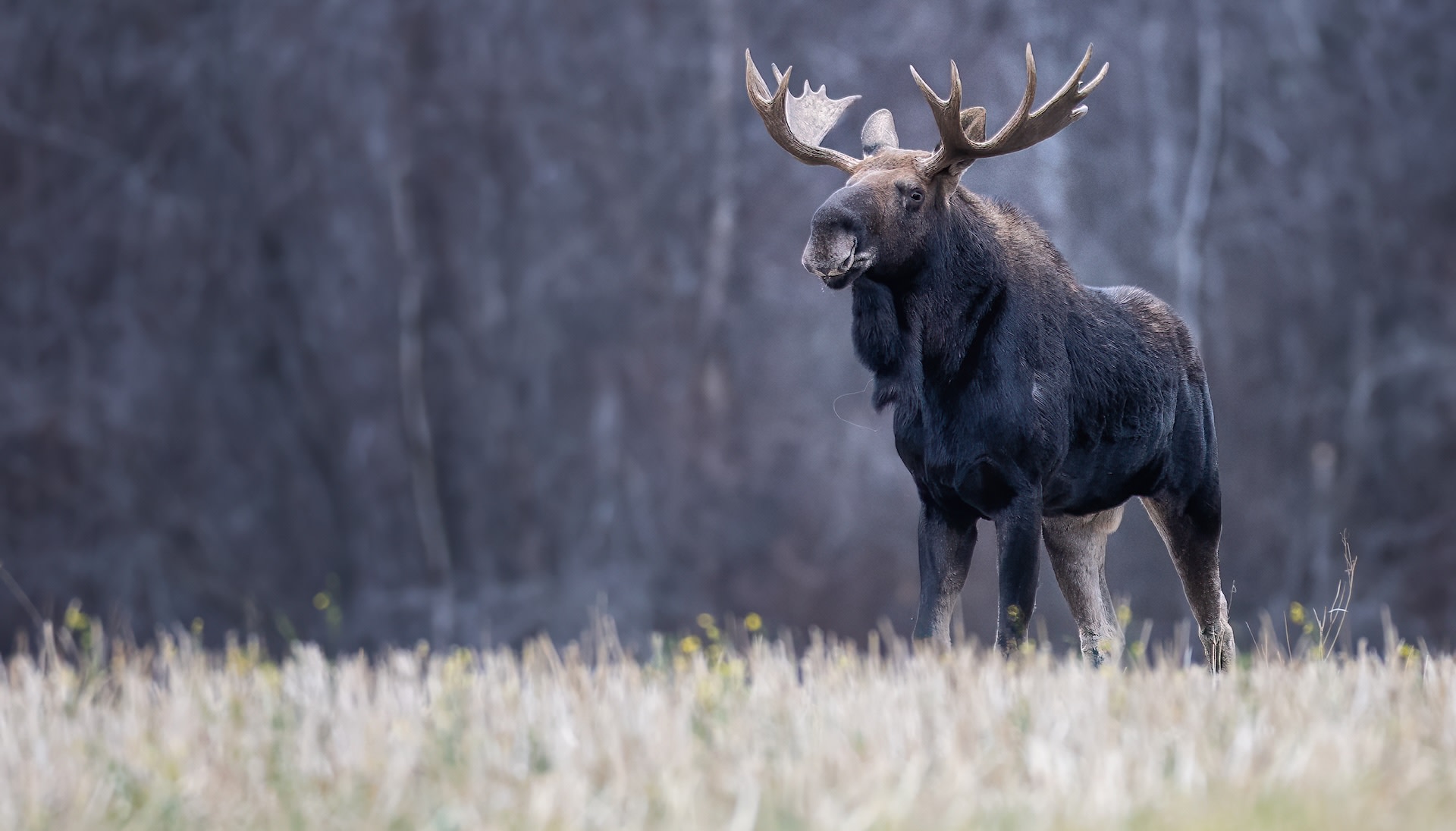 Photo of tourist approaching wildlife near lake faces backlash online: 'This is unacceptable behavior'