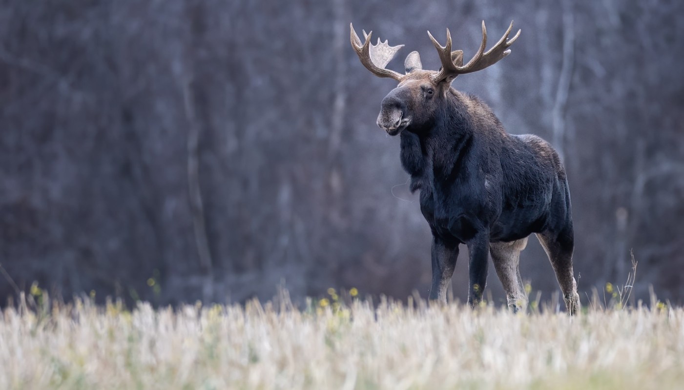 A hiker spotted a bold tourist who got dangerously close to a baby moose, risking their and the animal's safety.