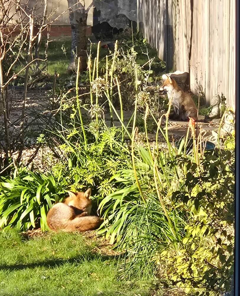 One gardener experienced the perks of a native garden when they found two local foxes cozying up in their backyard.