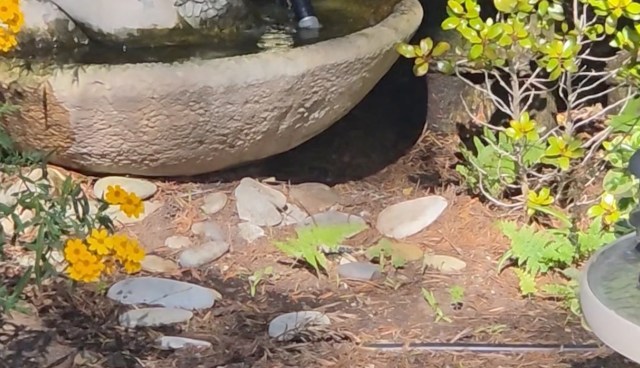 One homeowner in central California unknowingly opened a local spa for birds of prey in his own backyard.