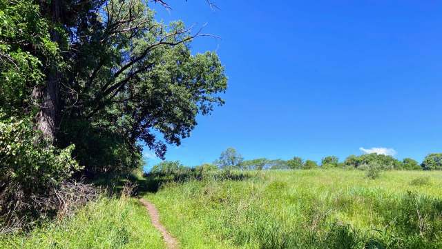 An injured bald eagle was rescued in Jasper County, Iowa, and is now receiving medical attention from Saving Our Avian Resources.