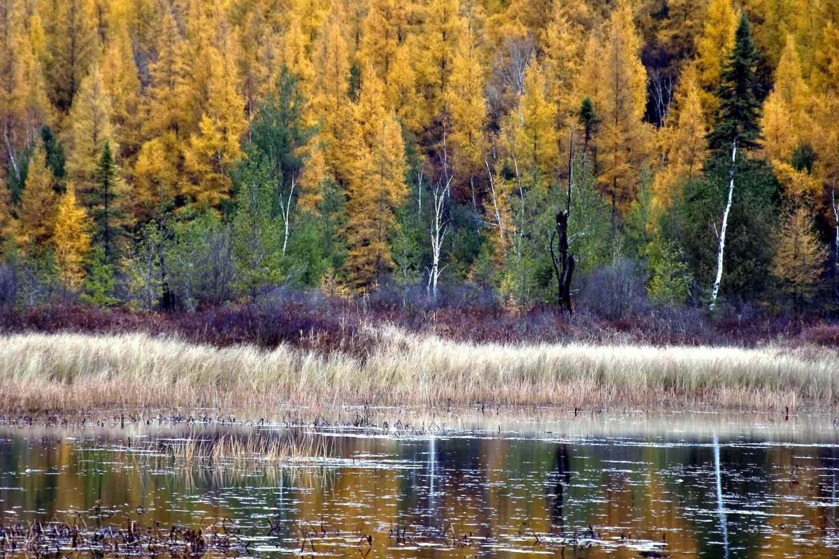 A family in Slippery Rock, Pennsylvania, found a bald eagle caught by its foot in a fence on Thanksgiving.