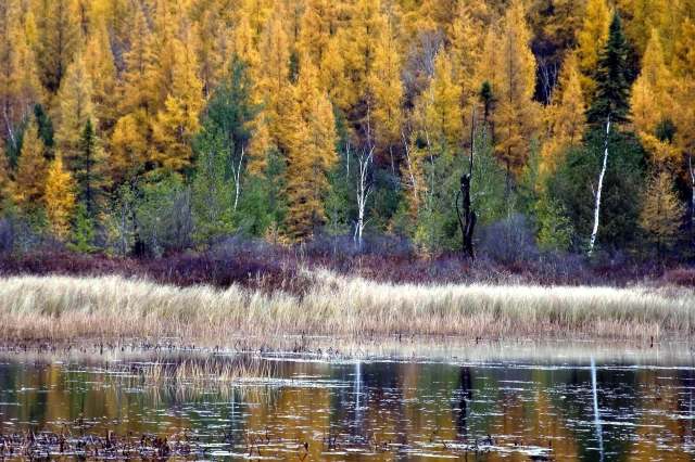 A family in Slippery Rock, Pennsylvania, found a bald eagle caught by its foot in a fence on Thanksgiving.