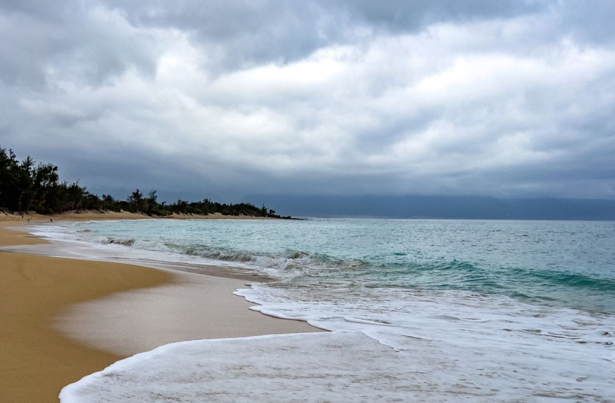 Officials in the small coastal town of Pā'ia announced the removal of 70 coconut trees that had suffered repeated damage after being submerged in water.