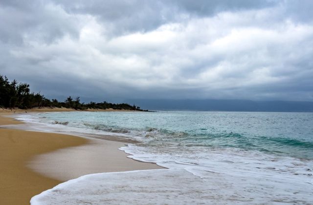 Officials in the small coastal town of Pā'ia announced the removal of 70 coconut trees that had suffered repeated damage after being submerged in water.
