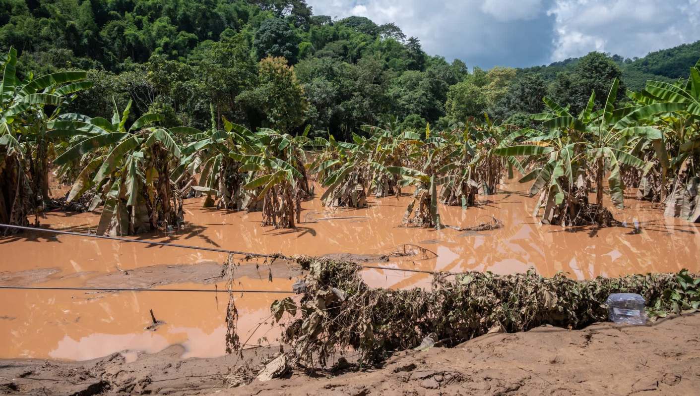 Farmers devastated as extreme weather event wreaks havoc on key fruit — here's why it is important