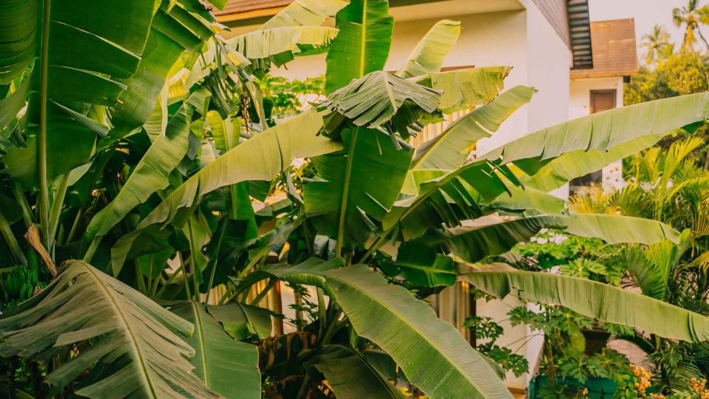 One Redditor faced a frustrating situation with their banana tree's and an unreasonable neighbor.