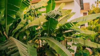 One Redditor faced a frustrating situation with their banana tree's and an unreasonable neighbor.