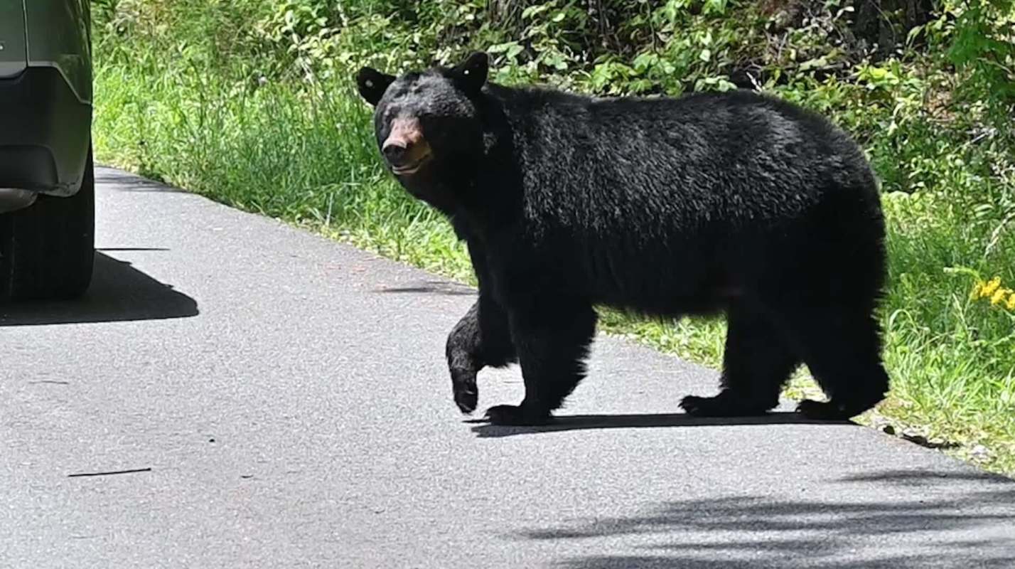 A woman was attacked by a bear in Dehradun, India, in another example of increasingly troubling human-wildlife interactions.