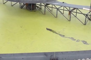 Animal protection officers and fire department personnel were called to help rescue a beaver trapped in a reservoir at the treatment facility.