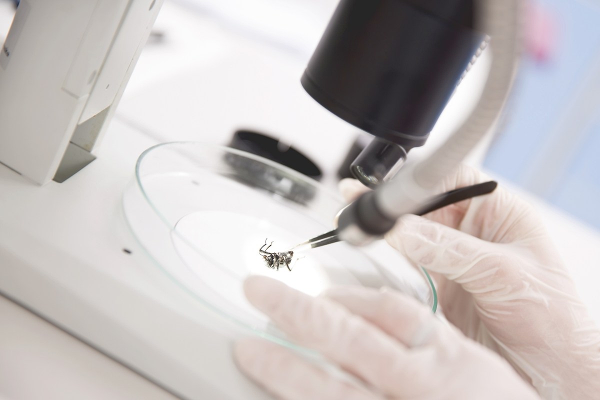 Scientists at the University of Stirling uncovered the surprising strength of Encarsia formosa, a parasitic wasp.