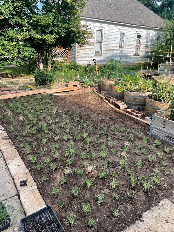 One Redditor showed off their thriving buffalo grass, revealing a lush and vibrant lawn that cut back on maintenance needs.