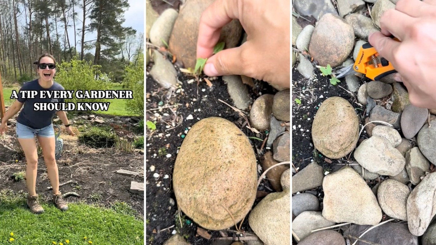 One TikToker shared tips for battling the invasive bindweed plant in their garden.