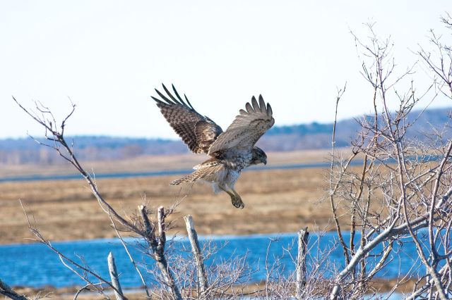 Birds signal the start of spring, but their shifted timing has scientists concerned.