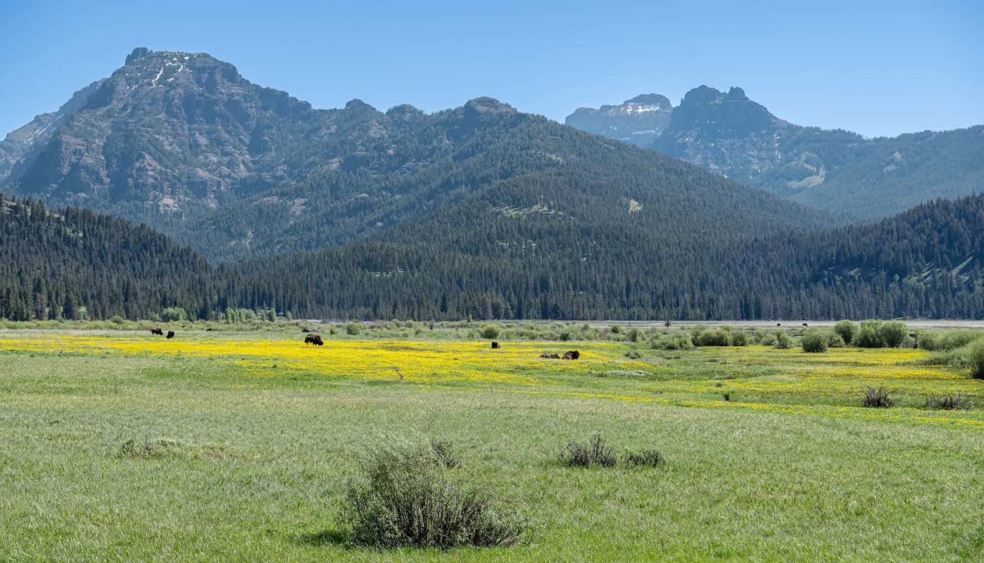 A visitor to Yellowstone Park got a little too friendly with the local bison and was nearly attacked.
