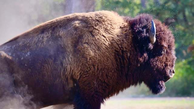A bison attack served as a terrifying reminder of why you should always give wild animals their space.