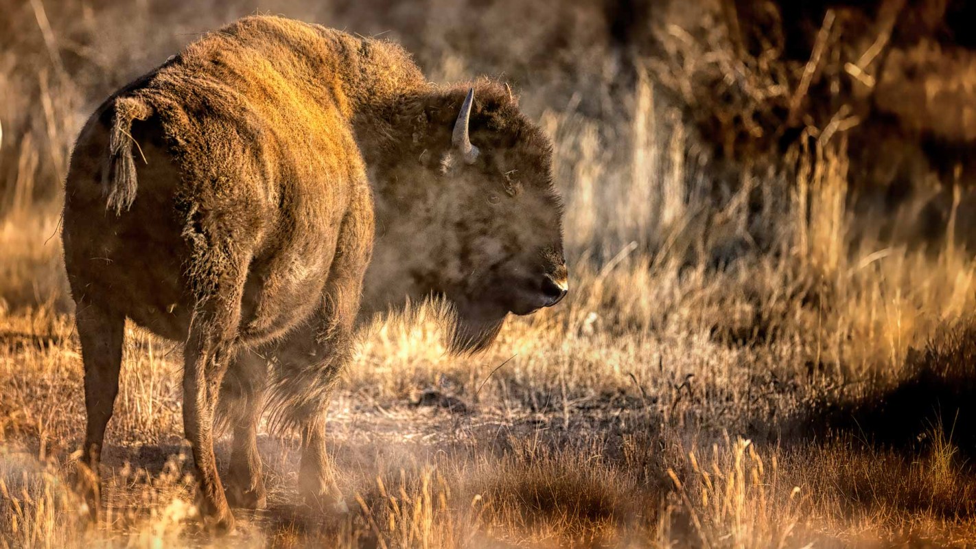 American bull bison on a steamy, cold morning with golden light.