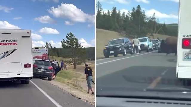 A shocking video shows several tourists, including kids, dangerously close to a bison.