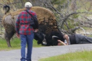 A resurfaced incident of a Yellowstone National Park bison attack is drawing attention online.