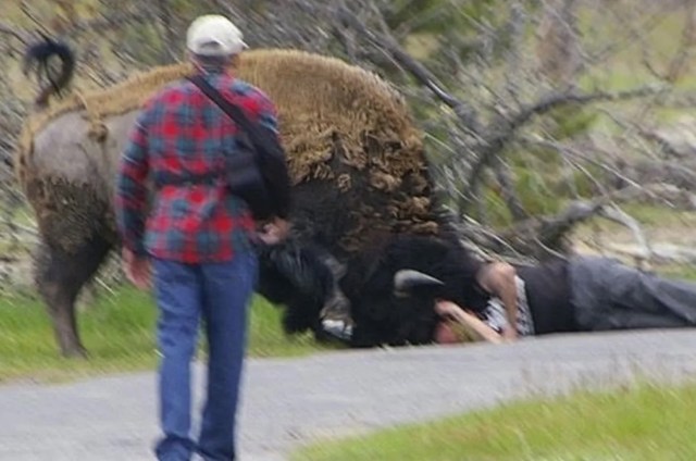 A resurfaced incident of a Yellowstone National Park bison attack is drawing attention online.