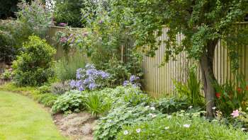 A gardener on TikTok shared a video of a black racer snake roaming through their yard, showing how beautiful and beneficial the creature was.