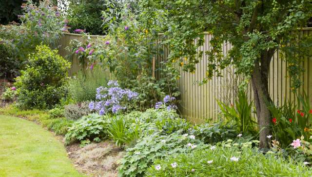 A gardener on TikTok shared a video of a black racer snake roaming through their yard, showing how beautiful and beneficial the creature was.