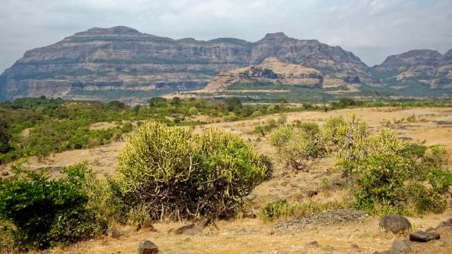 Wild animals are increasingly being seen near dense neighborhoods in cities across India, including blackbucks near the National Defence Academy.