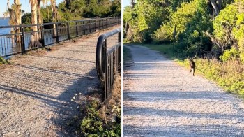 At a superficial level, encountering wildlife in unexpected areas may imbue you with excitement and fascination. After all, it's not every day that a bear, a moose, or a bobcat crosses your path.