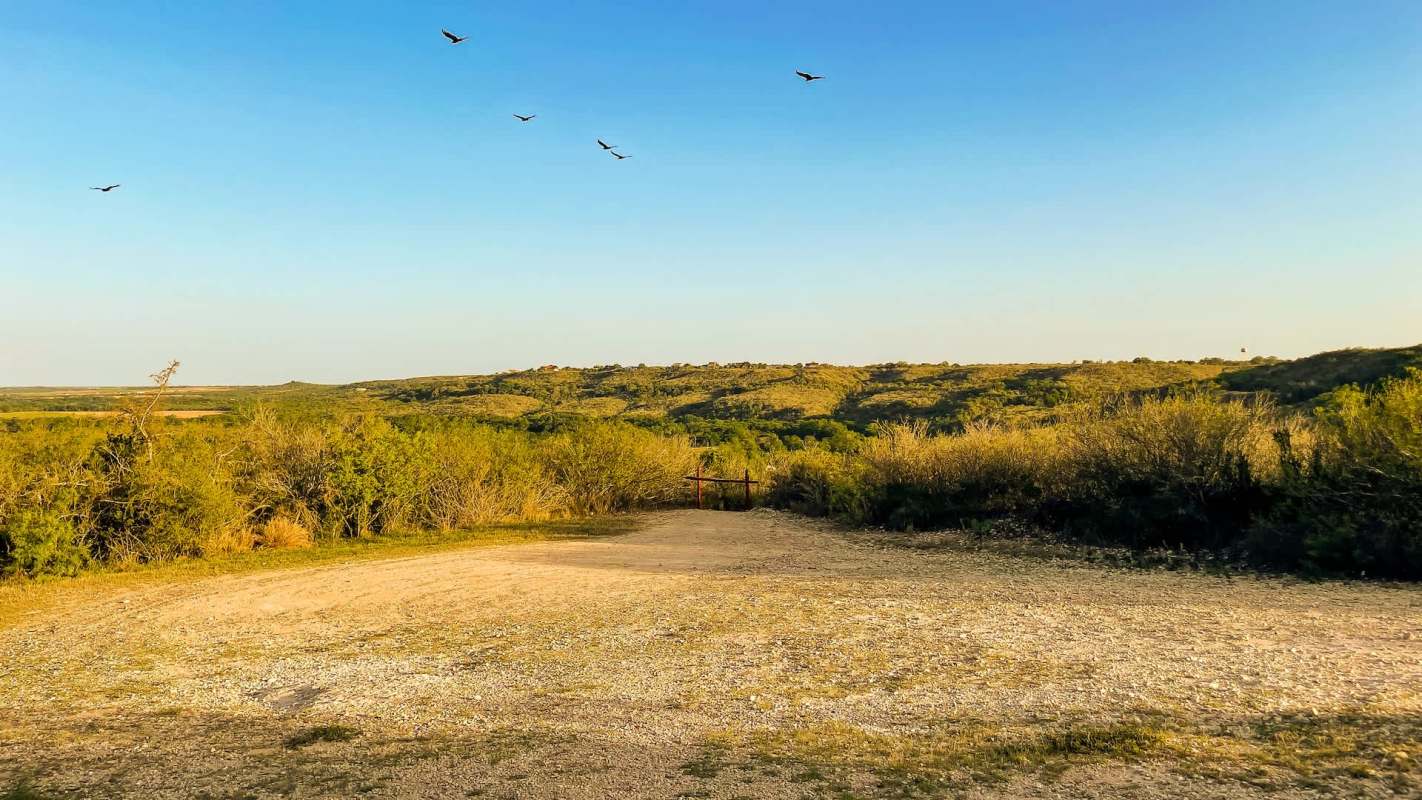 It's extremely rare to spot a brown jay in the United States — but a couple in Texas saw not one but two.