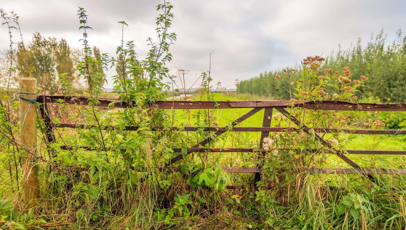 Invasive species can be a headache for homeowners. The removal of a plant that's overgrowing and soaking up precious resources other species need can be costly and time-consuming.