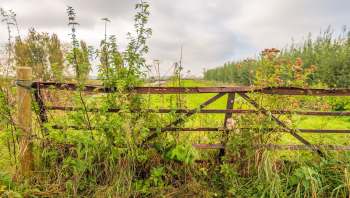 Invasive species can be a headache for homeowners. The removal of a plant that's overgrowing and soaking up precious resources other species need can be costly and time-consuming.