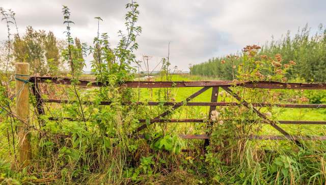 Invasive species can be a headache for homeowners. The removal of a plant that's overgrowing and soaking up precious resources other species need can be costly and time-consuming.