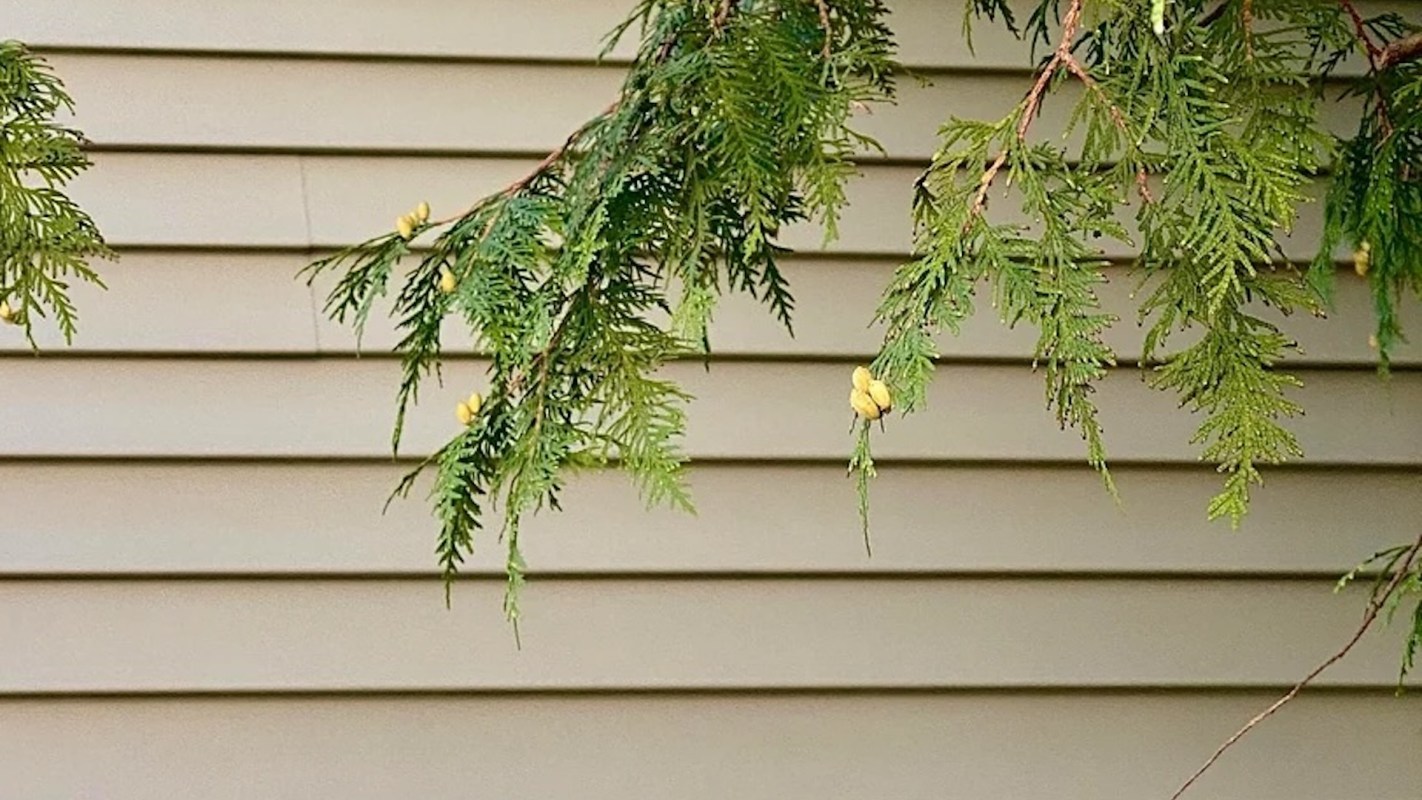 One Reddit user shared a photo of a roost of monarch butterflies in their urban backyard — an amazing sight to behold.