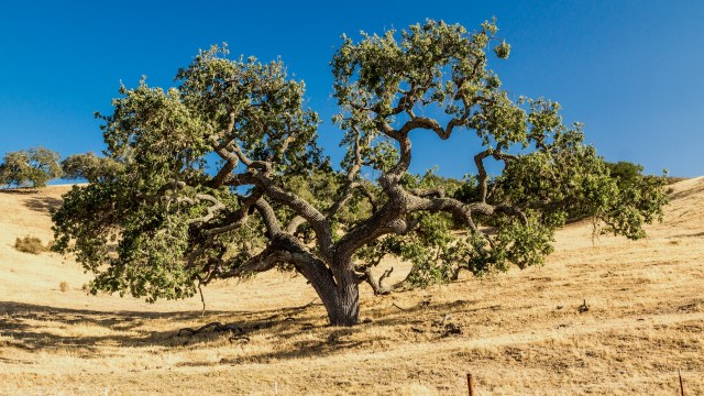 The goldspotted oak borer beetle has been killing California's coast live oaks, with the potential to spread rapidly if residents and officials don't act.