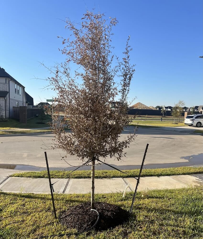 One clueless new homeowner was overmulching his lawn when people advised him on how to save a tree's sapling.