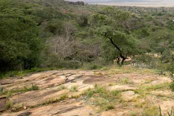The carbon credit market once seemed promising. But after years of controversy, it's clear that the industry severely failed forests like Kenya's Kasigau Corridor.